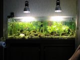 Aquarium, neubepflanzte Ecken