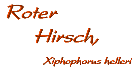 Roter Hirsch, Xiphophorus helleri