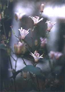 Krötenlilie