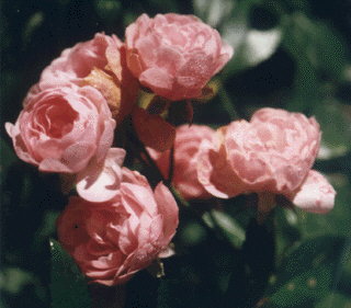 Polyantha-Rose